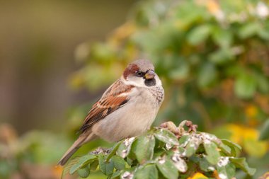 Yeşil bir gül dalında serçe portresi. Yaklaş.