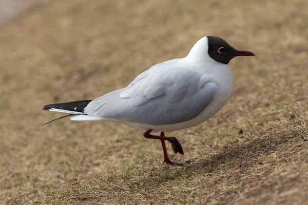 Porträt Einer Möwe Auf Dem Boden Aus Nächster Nähe — Stockfoto