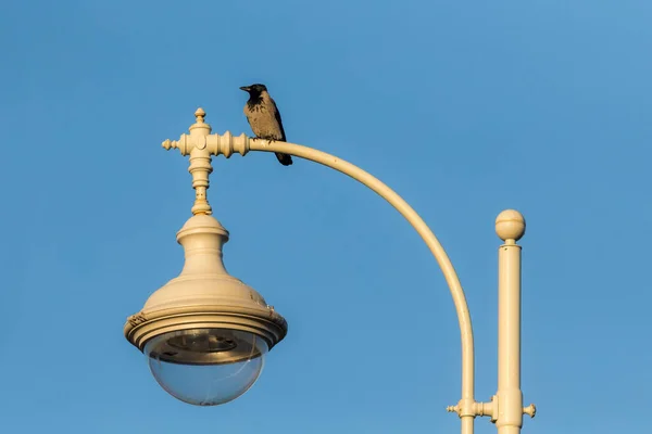 Gray Crow Lantern Blue Sky — Stock Photo, Image