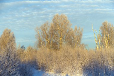 Kışın karların altında ağaçların olduğu bir manzara.