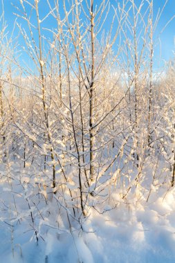 Güneşli bir kış gününde ağaçlarla kaplı manzara