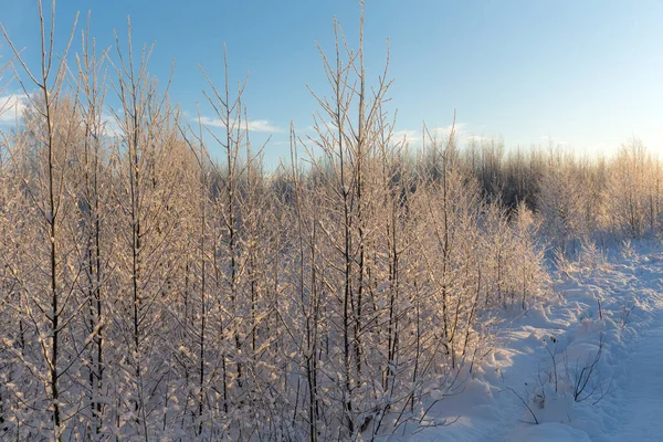 Пейзаж Деревьями Снегом Зимой — стоковое фото