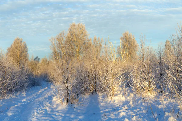 冬季被雪覆盖着树木的风景 — 图库照片