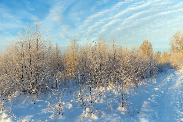 Landscape Trees Snow Winter — Stockfoto