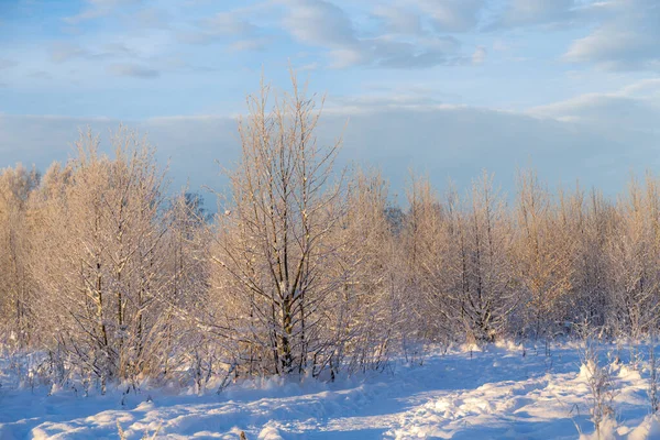 Landskap Med Träd Snön Vintern — Stockfoto