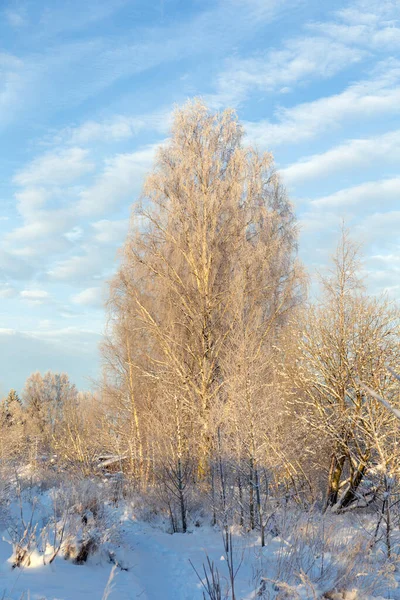 Paesaggio Con Alberi Una Giornata Invernale Soleggiata — Foto Stock