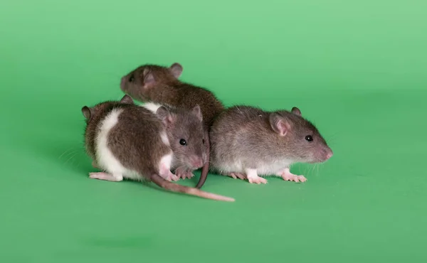 Bebé Ratas Domésticas Sobre Fondo Verde —  Fotos de Stock