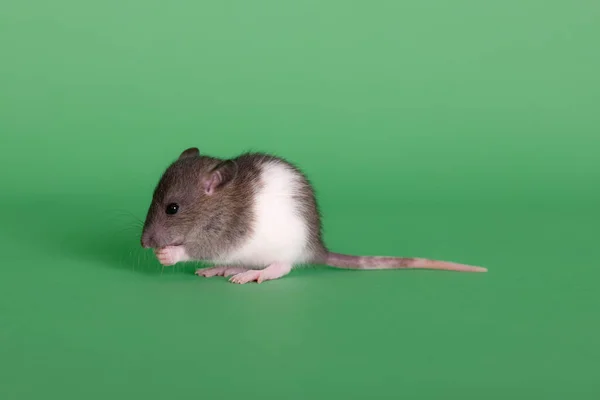 Portrait Baby Domestic Rat Green Background — Stock Photo, Image