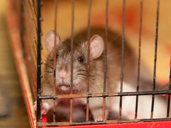 Mały Domowy Brązowy Szczur Klatce Zbliżenie — Zdjęcie stockowe