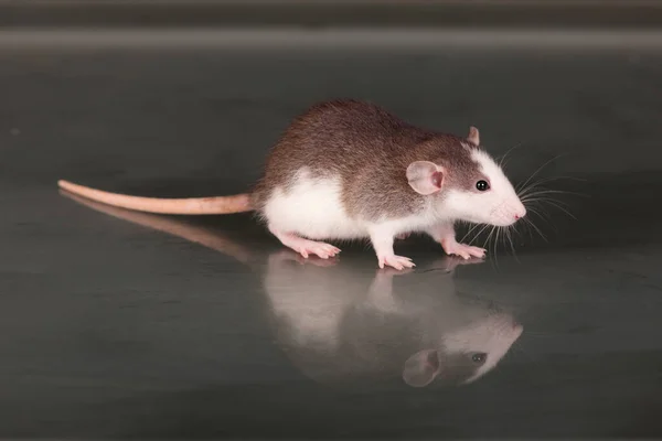 Pequeno Rato Bebê Uma Mesa Vidro — Fotografia de Stock