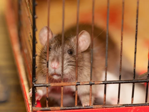 Kleine Huiselijke Bruine Rat Een Kooi Close Stockfoto