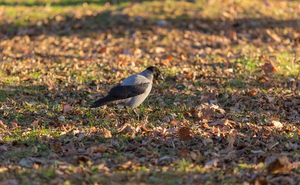 Portrait Gray Crow Autumn Park — Stock Photo, Image