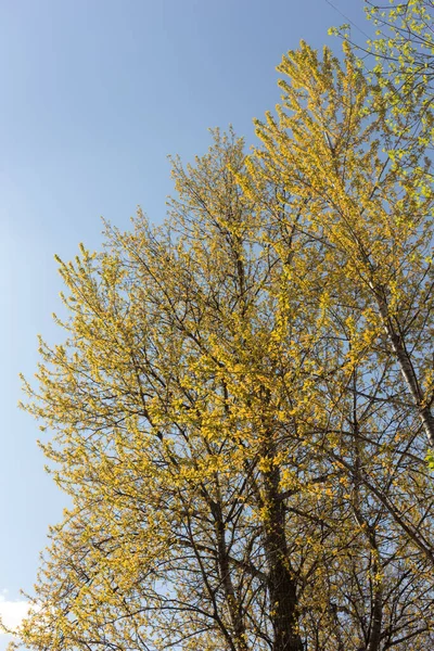 Arbres Feuillage Printanier Vert Contre Ciel — Photo