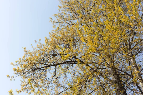 Drzewa Zielonymi Liśćmi Wiosny Niebie — Zdjęcie stockowe