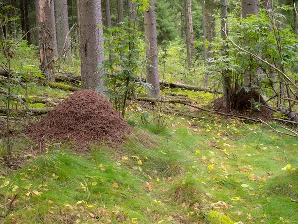 Paisagem Uma Floresta Conífera Com Formigueiro — Fotografia de Stock