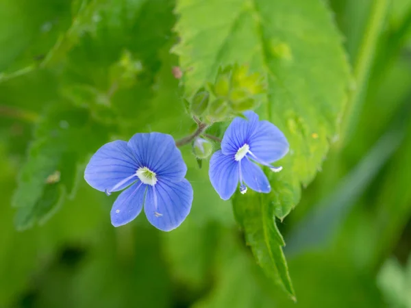 Μπλε Λουλούδια Της Veronica Κλείνουν Μια Καλοκαιρινή Μέρα — Φωτογραφία Αρχείου