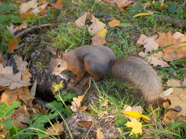 Porträt Eines Eichhörnchens Einem Herbstlichen Park Mit Gelben Blättern — Stockfoto