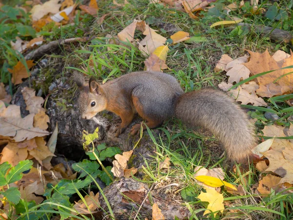 Portret Van Een Eekhoorn Een Herfstpark Met Gele Bladeren — Stockfoto