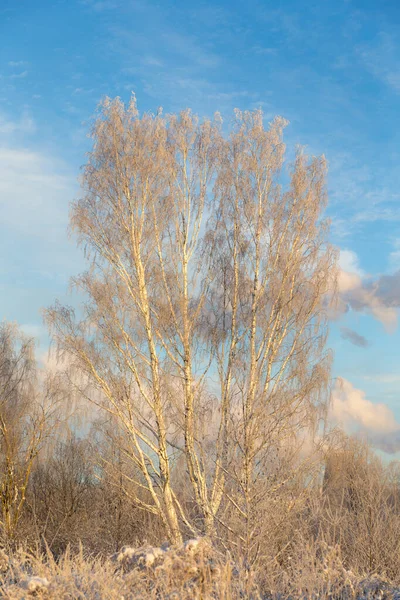 Birch Trees Snow Frost Sky — 图库照片