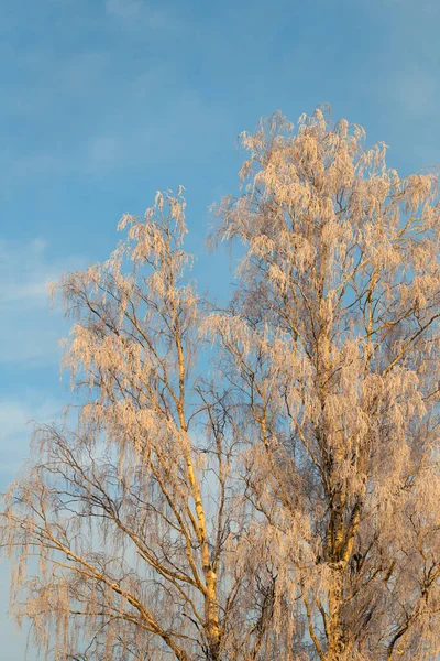 Birch Trees Snow Frost Sky — 图库照片