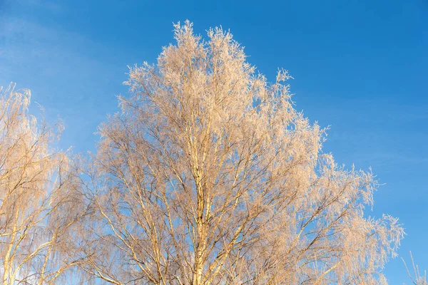 Birch Trees Snow Frost Sky — Stock Photo, Image