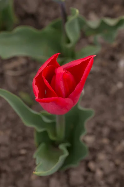 Tulipa Vermelha Jardim Primavera Closeup — Fotografia de Stock