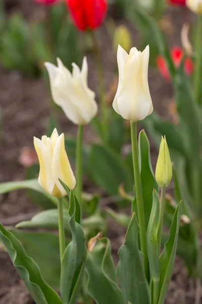 Tulipani Bianchi Primo Piano Giardino Primavera — Foto Stock