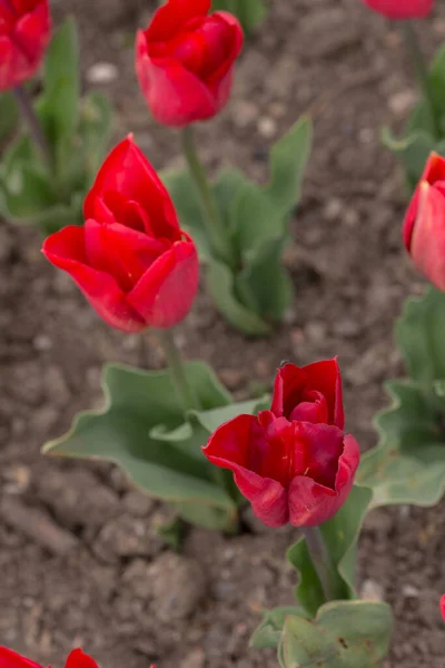 Tulipas Vermelhas Jardim Primavera Closeup — Fotografia de Stock