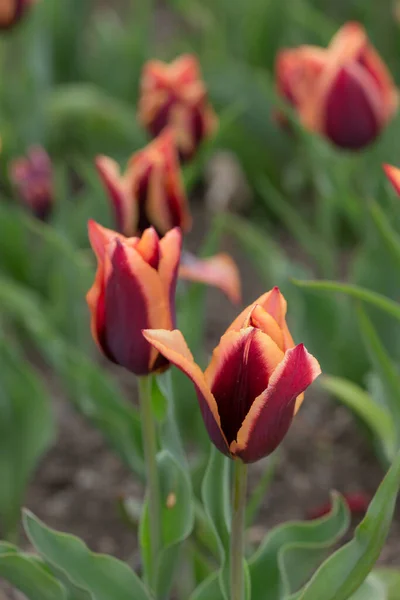 Dark Tulips Spring Garden Closeup — Foto Stock