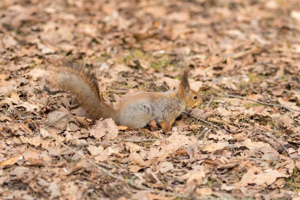 Porträt Eines Eichhörnchens Auf Trockenem Laub — Stockfoto