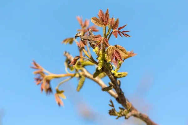 Walnut Branch Delicate Spring Foliage Sky — Stock Photo, Image