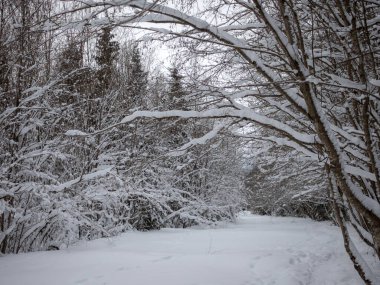 Kış ormanlarında kar altında ağaç dalları