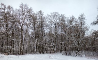 landscape in the forest on a winter day