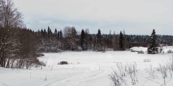 Landscape Forest Winter Day — Zdjęcie stockowe