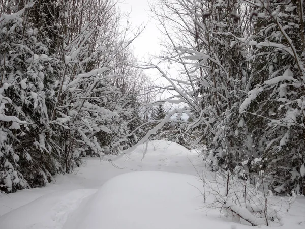 Las Ramas Los Árboles Bajo Nieve Bosque Invierno —  Fotos de Stock
