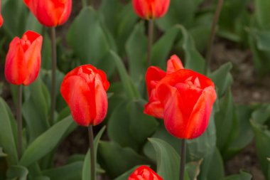 Bahar bahçesindeki kırmızı laleler kapanıyor.