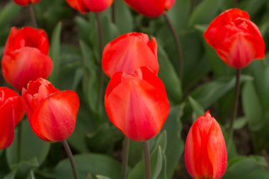 Bahar bahçesinde kırmızı laleler. Yakın plan.