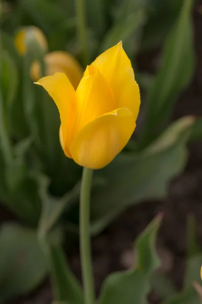 Yellow Tulip Spring Garden Close — Stock Photo, Image