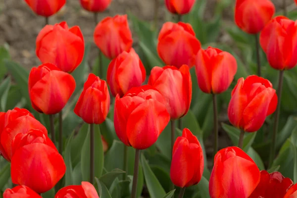 Scarlet Tulips Spring Garden Close Royalty Free Stock Images
