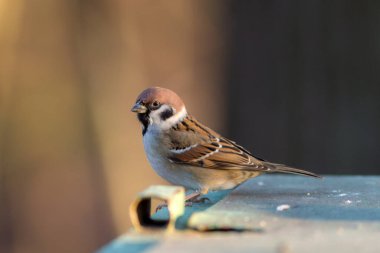 Küçük bir serçenin portresi (Yolcu Montanus)