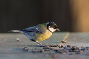 Ön planda meme faresi ayçekirdeği yiyor. Yakından.