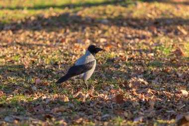 Sonbahar parkında gri bir karga portresi
