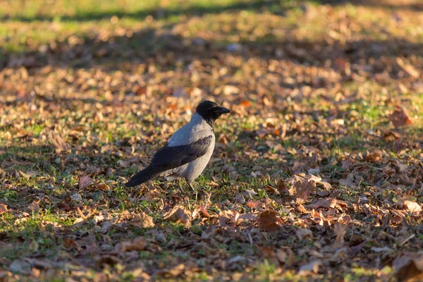 Portrait Gray Crow Autumn Park — Stock Photo, Image