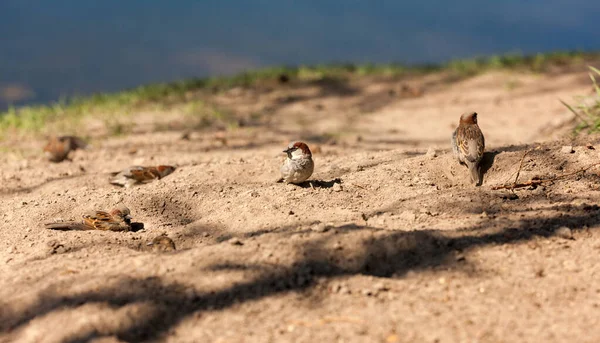 春には砂の上に雀の群れが — ストック写真