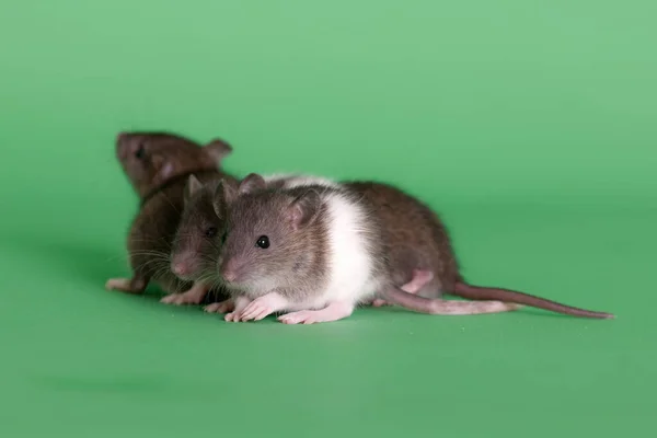 Huisdier Baby Ratten Groene Achtergrond Closeup — Stockfoto