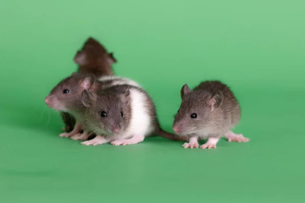 Husdjur Baby Råttor Grön Bakgrund Närbild — Stockfoto