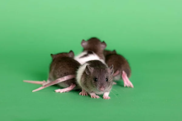 Huisdier Baby Ratten Groene Achtergrond Closeup — Stockfoto