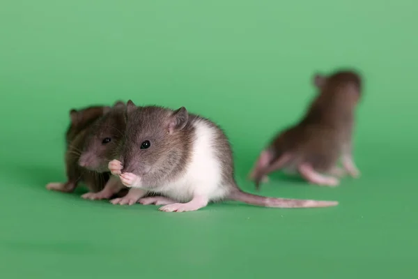 Husdjur Baby Råttor Grön Bakgrund Närbild — Stockfoto