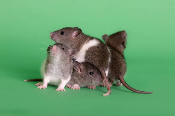 Mascota Bebé Ratas Sobre Fondo Verde Primer Plano — Foto de Stock