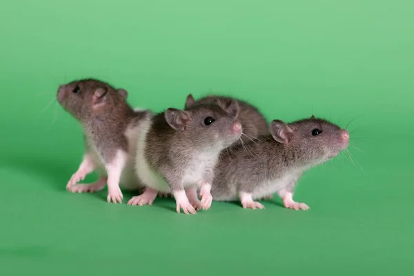 Pet Baby Szczury Zielonym Tle Zbliżenie — Zdjęcie stockowe